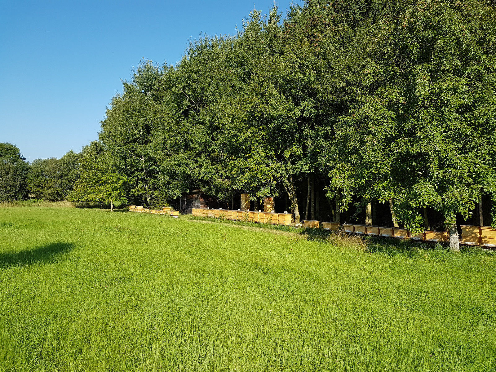 Imkerei Bienen Schmidt: Einer unserer schönsten Standorte