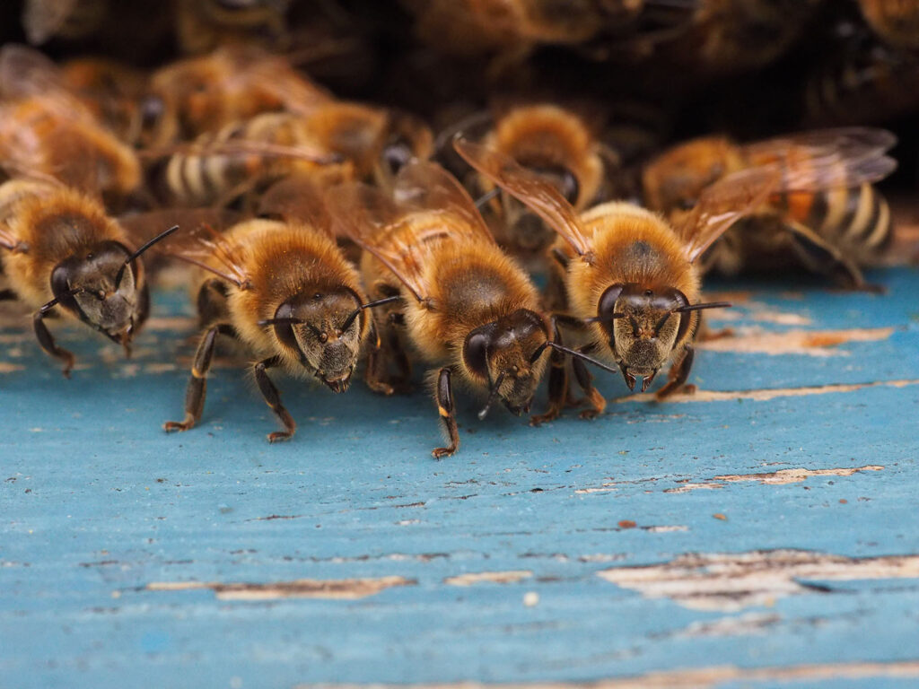Honigbienen am Flugloch