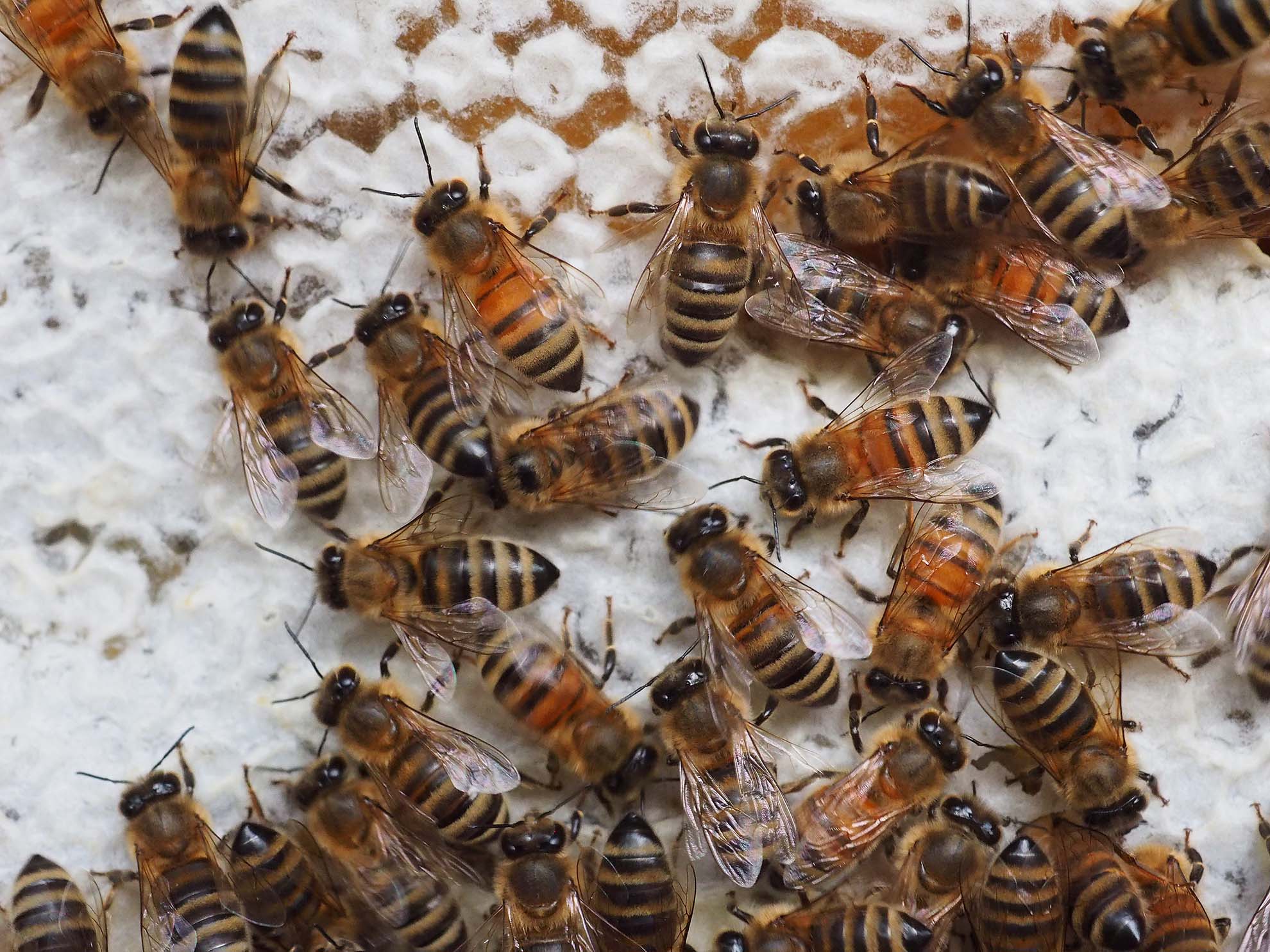 Bienen auf einer Honigwabe