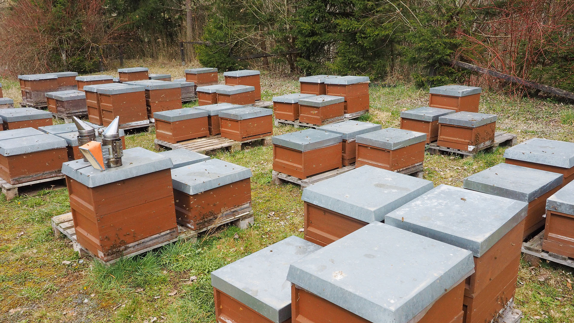 Bienen Stand
