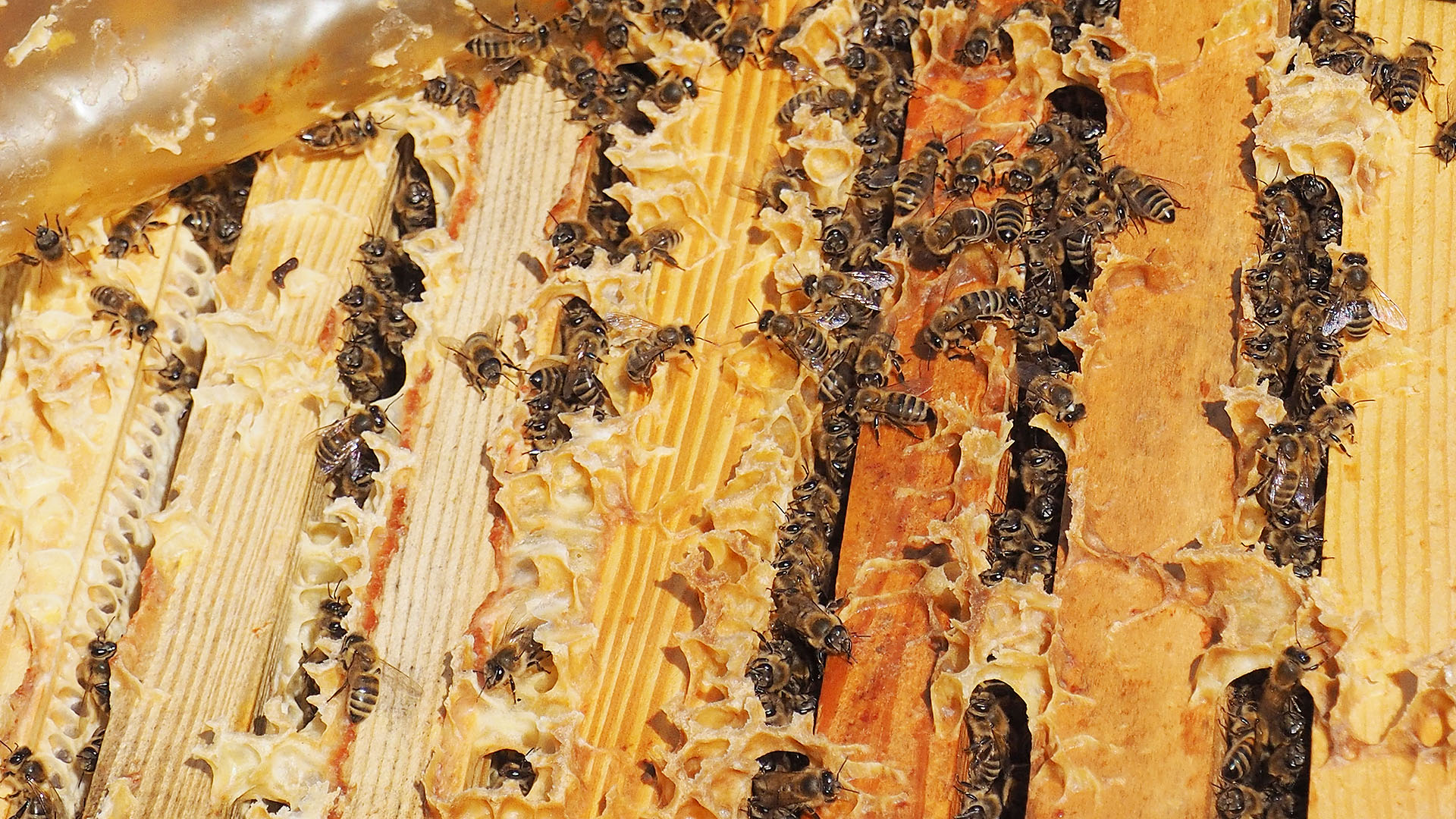 Bienen Rähmchen