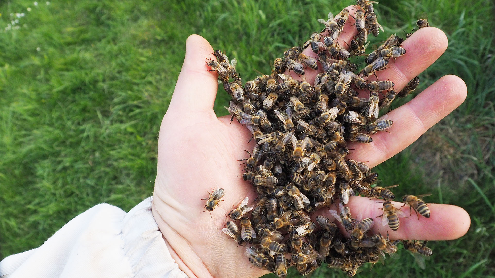 Hand in Hand: Biene und Mensch