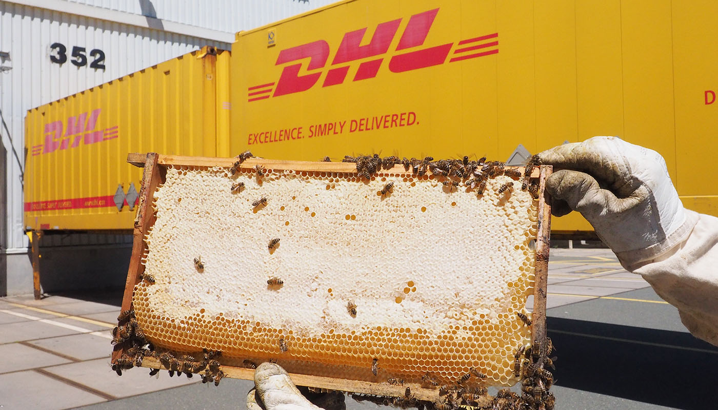 Bienenpatenschaften DHL und Bienen Schmidt